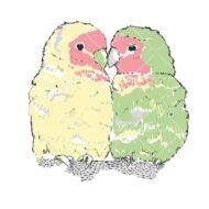 Lovebirds