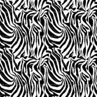 Zebra 3
