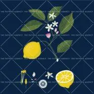 Lemon Botanical